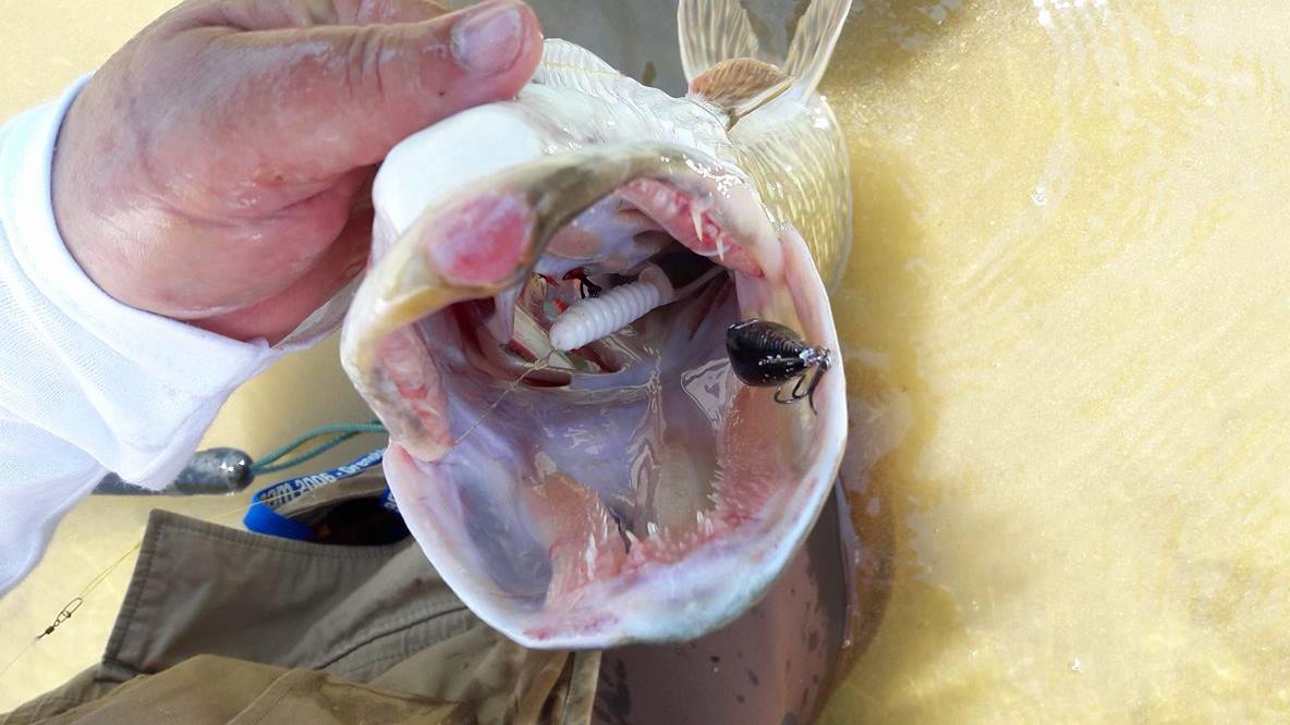 Le brochet et ses deux leurres, tenu par mon ami.