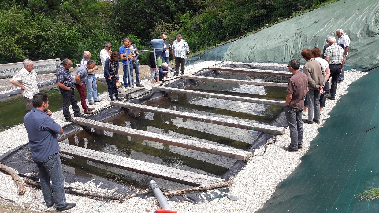 Observation des premiers géniteurs dans les bassins