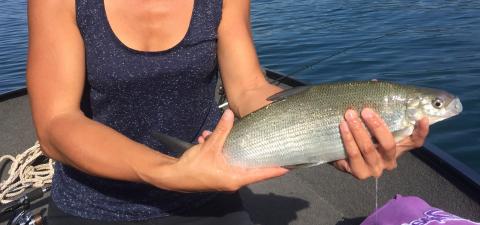 Lavaret de 45cm pris sur le lac - ©Joaquim Torres