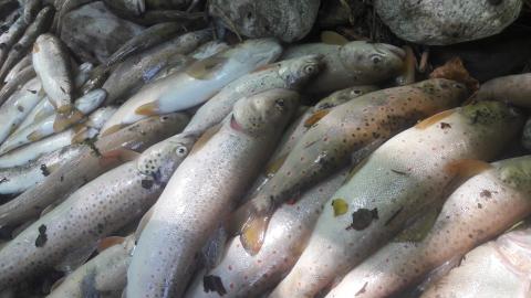 Mortalité de poissons sur le Gelon