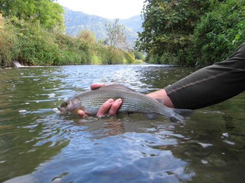 peche rivière