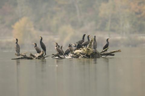 Cormorans