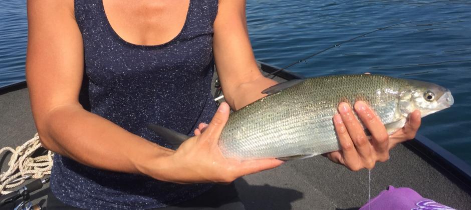 Lavaret de 45cm pris sur le lac - ©Joaquim Torres