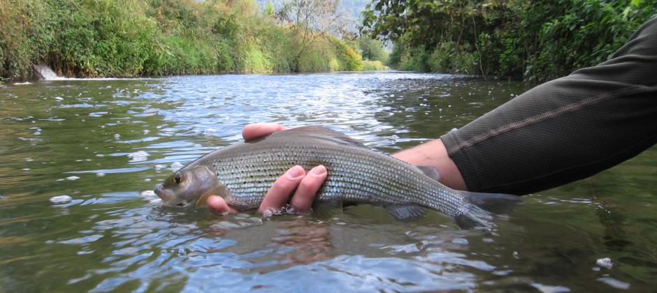 peche rivière