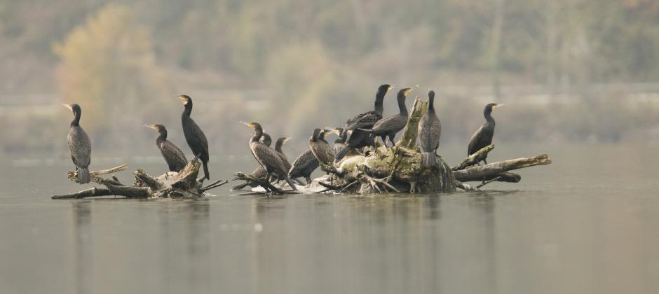 Cormorans