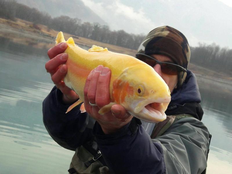 Saison de pêche Réservoir sur le plan d'eau de Barouchat (truite aguabonita)