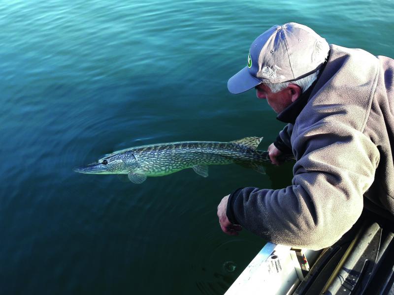 Pêche du brochet sur le lac du Bourget (Savoie)